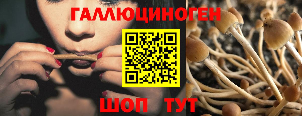 Псилоцибиновые грибы Psilocybine cubensis  Галлюциногенные грибы MAGIC MUSHROOMS  Вход с VPN  Новоалександровск 